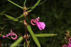 Impatiens chinensis